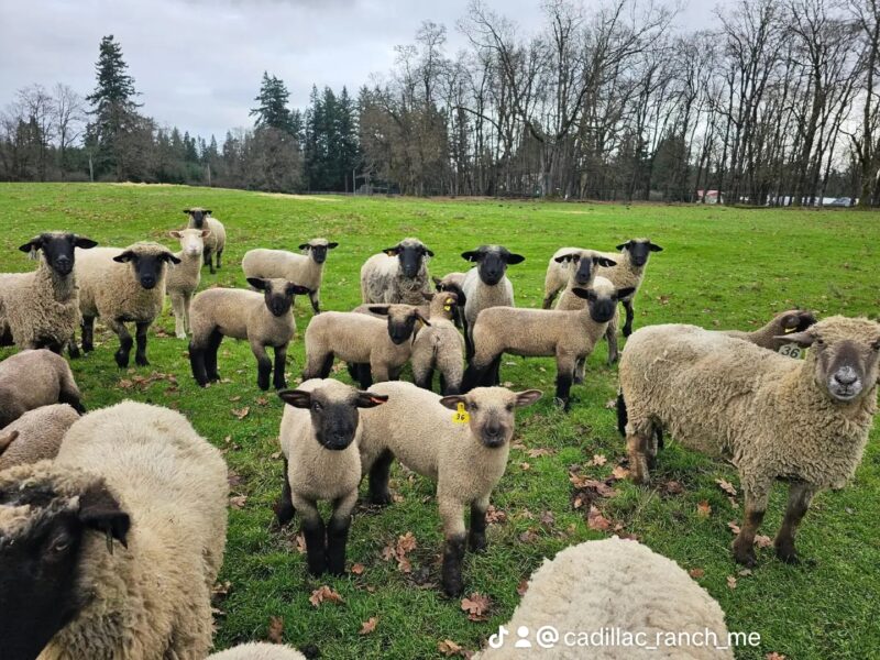 A flock of sheep grazing on a green pasture, with various sheep visible in the foreground and background. The scene features a mix of adult and young sheep, some with ear tags, set against a backdrop of trees under a cloudy sky.