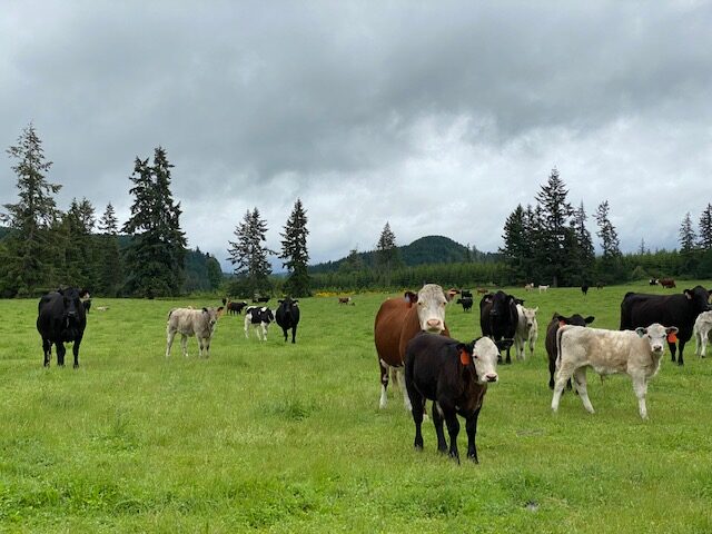 A herd of cows grazing in a lush green pasture with trees and mountains in the background under a cloudy sky.